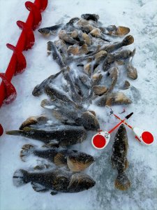 Вы в такую метель, куда? А мы в Толмачевский сельсовет, за ротаном.