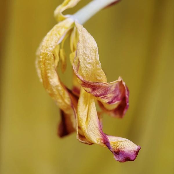 Новая макрооптика Moment для смартфонов. Примеры фотографий