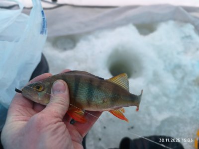 Мелкорыбка мелкоречек Колывани.