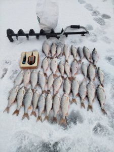 Насорожил...