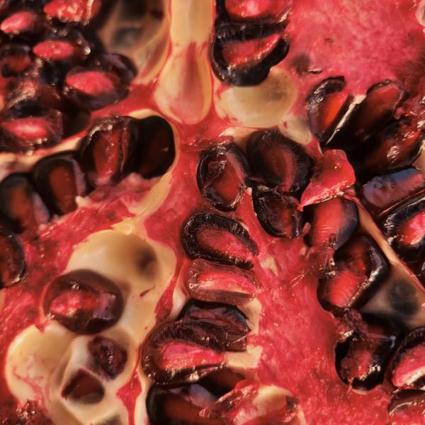 Новая макрооптика Moment для смартфонов. Примеры фотографий