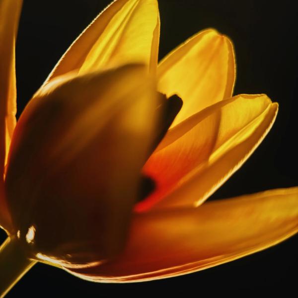 Новая макрооптика Moment для смартфонов. Примеры фотографий