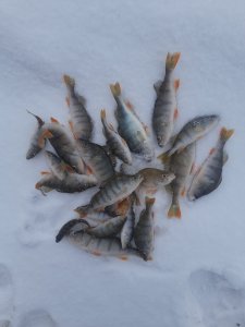 Вот и зимняя. Первая.