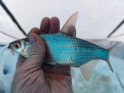 Мелкорыбка мелкоречек Колывани.