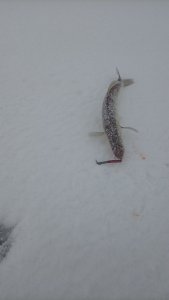 Берега, берега или боже, как давно это было, помнит только мутной реки вода...