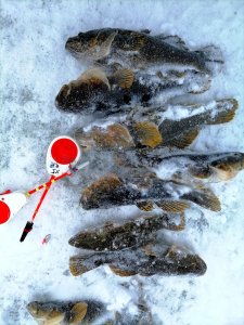 Вы в такую метель, куда? А мы в Толмачевский сельсовет, за ротаном.