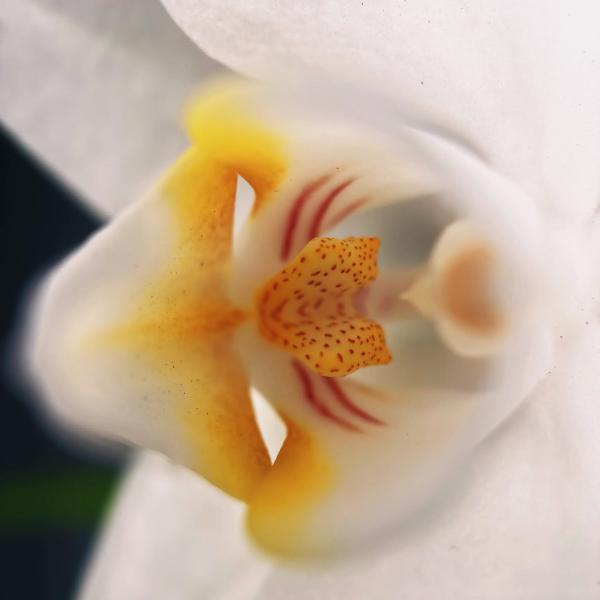 Новая макрооптика Moment для смартфонов. Примеры фотографий