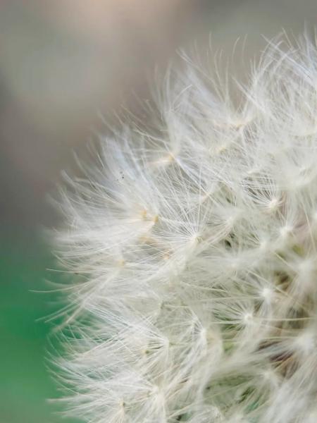 Новая макрооптика Moment для смартфонов. Примеры фотографий