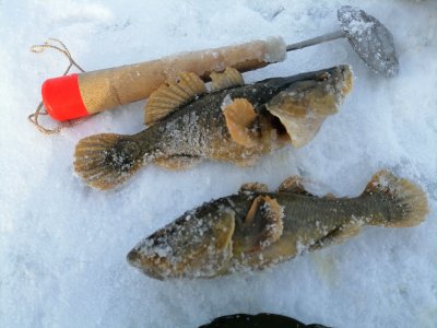 Ротаны в минус тридцать.