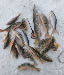 Мелкорыбка мелкоречек Колывани.