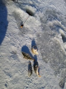 Вот и зимняя. Первая.