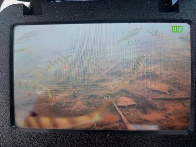 Вприглядку на Коёне