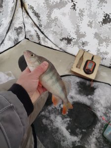 Насорожил...