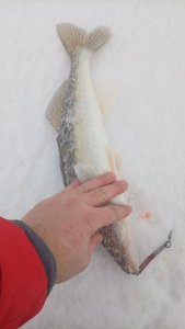 Берега, берега или боже, как давно это было, помнит только мутной реки вода...