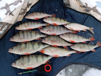 Безмотылки спасли рыбалку.