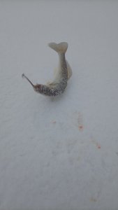 Берега, берега или боже, как давно это было, помнит только мутной реки вода...