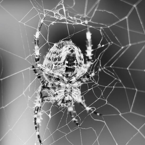 Новая макрооптика Moment для смартфонов. Примеры фотографий