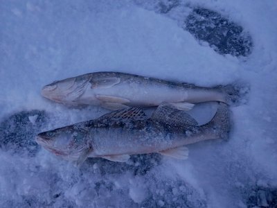 Как "потерять" товарища на обычной рыбалке...
