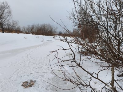 Мелкорыбка мелкоречек Колывани.