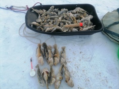 Ротаны в минус тридцать.