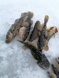 Вы в такую метель, куда? А мы в Толмачевский сельсовет, за ротаном.