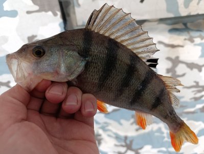 Безмотылки спасли рыбалку.