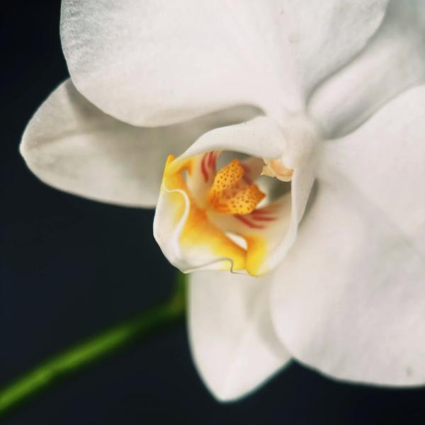 Новая макрооптика Moment для смартфонов. Примеры фотографий