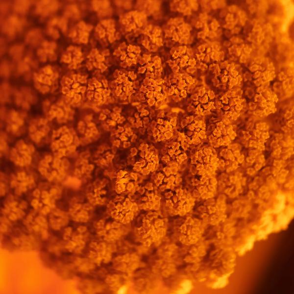 Новая макрооптика Moment для смартфонов. Примеры фотографий