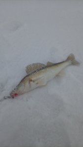 Берега, берега или боже, как давно это было, помнит только мутной реки вода...