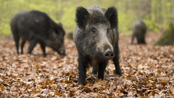 Охоту на кабана запретили в Хабаровском крае