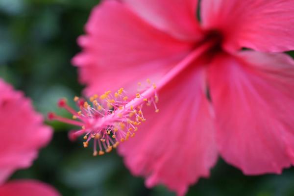 Примеры снимков на новый Laowa 35mm F/2.8 Zero-D Tilt-Shift 0.5x Macro