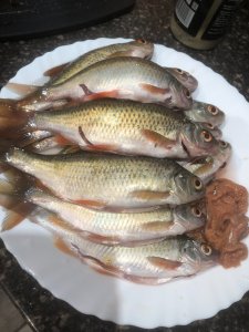 Судак на Томи!!