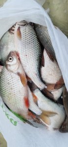 Бердск залив. 04.12.2025г