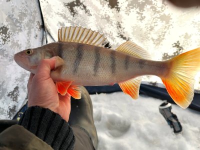 ОВХ. " Энтузиасты"