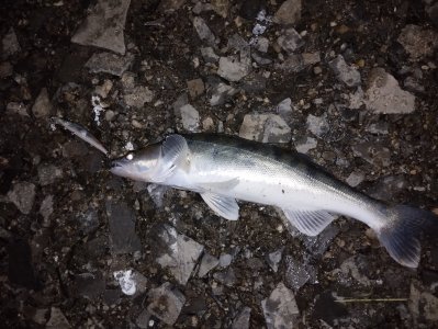 Не сходя с места!..