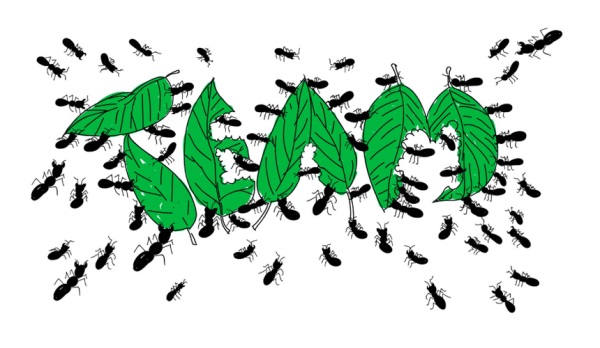 Туристы пожаловалась на &laquo;живую тропу муравьев&raquo; в пятизвездочном отеле в Египте