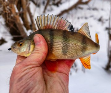 Отдых на красивой Колыванской речушке.