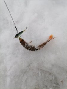 20.12.2025 г. Колываны