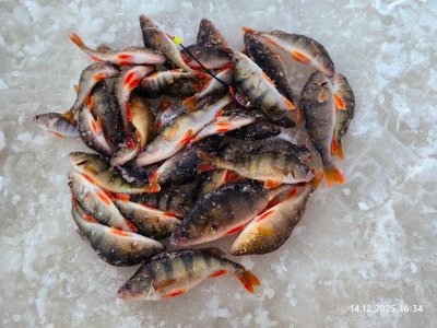 На малой речке снова.