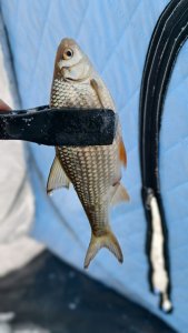 Затон Ракитная 17.12.25, три дня поисков