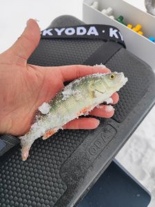 Тренировка на Берди