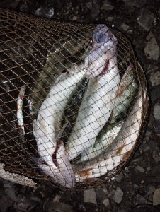 Не сходя с места!..