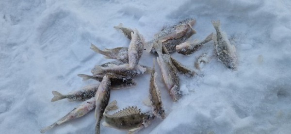 Царская рыба