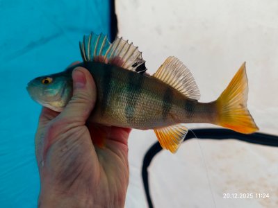 С безмотылкой на речке.