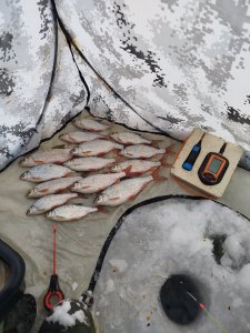 БЗ, сорожка.