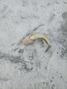 Не нужны нам Тайвани далекие, мы и в городе рыбу найдём!