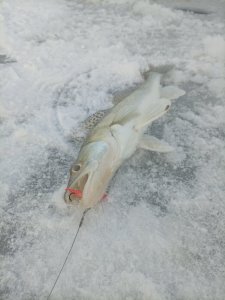 Не нужны нам Тайвани далекие, мы и в городе рыбу найдём!