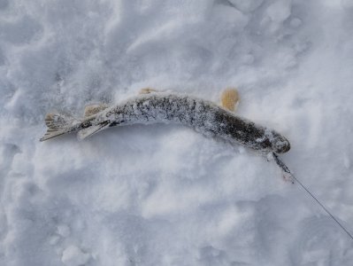 Вьюна или "Звёздный"час Свояка!..