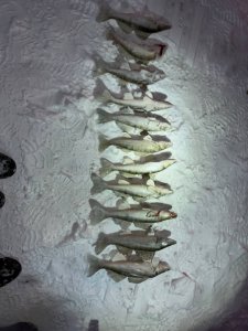 За судаком в морозный выходной. ОВХ, конечка тройки.