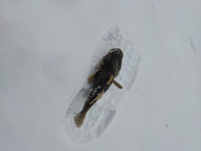 Каинские похождения